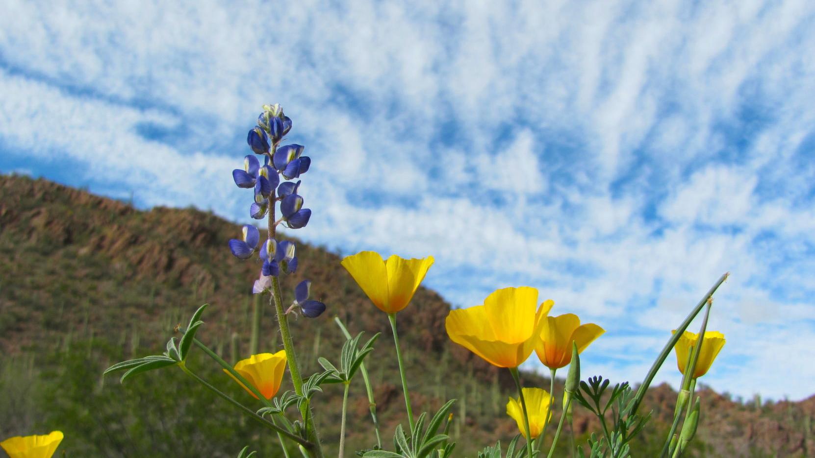 Tucson weather: Above normal temps are on the way